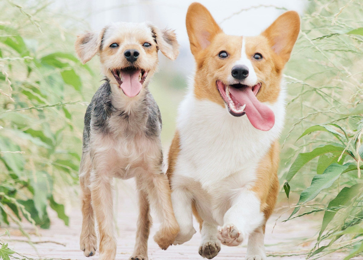 Two dogs running on a wooden path with greenery in the background